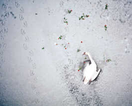 perception and misperception 