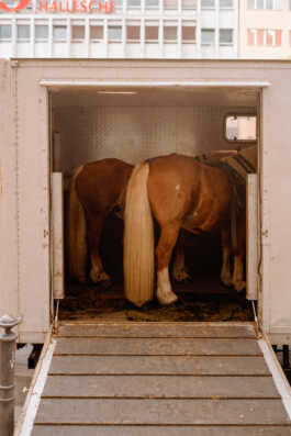 perception and misperception 