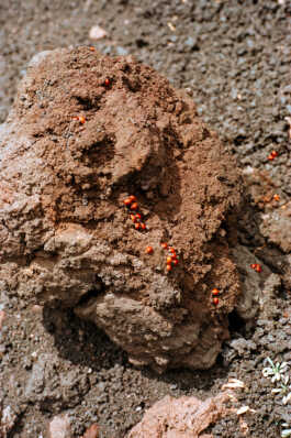 perception and misperception 