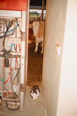 perception and misperception 