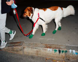 perception and misperception 