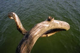 perception and misperception 