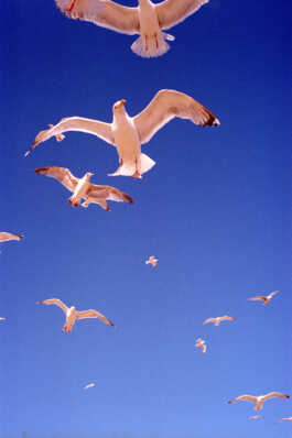 perception and misperception 