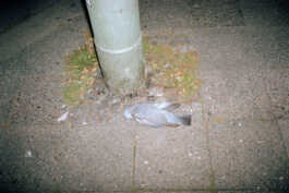 perception and misperception 