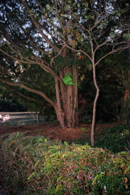 perception and misperception 