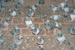 perception and misperception 