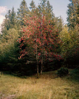 perception and misperception 