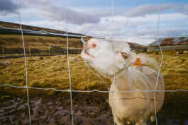 perception and misperception 