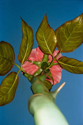 perception and misperception 