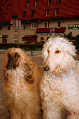 perception and misperception 