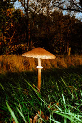 perception and misperception 