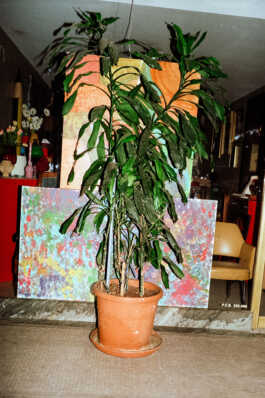 perception and misperception 