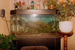 perception and misperception 