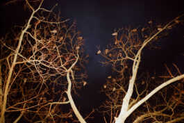 perception and misperception 