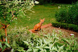 perception and misperception 