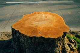 perception and misperception 