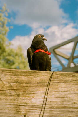 perception and misperception 