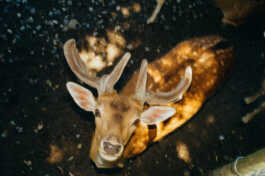 perception and misperception 